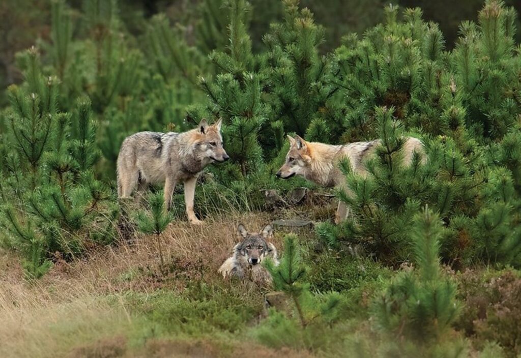 Flere ulvefamilier i Jylland.. – ONN.dk